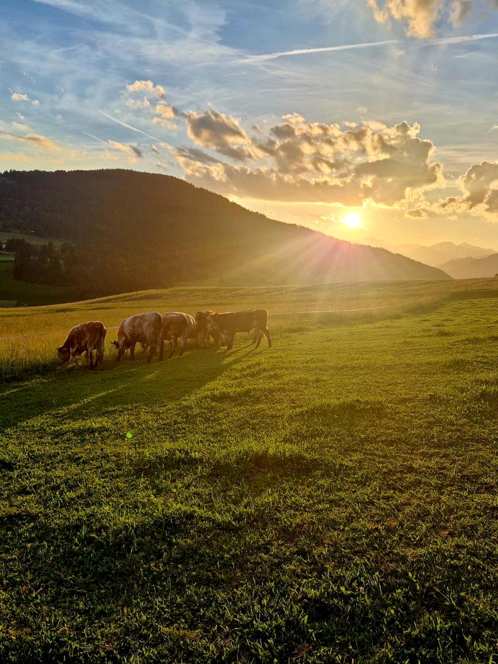 Rinder auf der Weide des eigenen Hofs im Morgenlicht